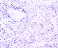 STAT3 Rabbit anti-Human, Clone: SZ43-01, Novus Biologicals 100&mu;L:Antibodies,